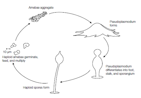 899_Life cycles in Amoebozoa.png